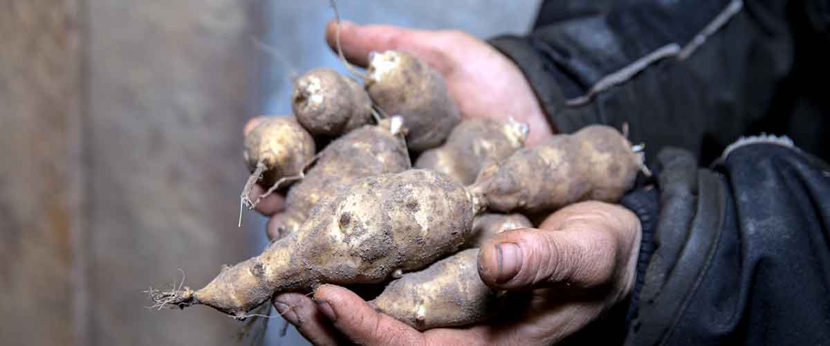 Jerusalem artichokes recipe